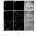 Fig. 06 - Fluorescent chemical sensor for biological amines