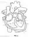 Fig. 02 - Mitral heart valve replacement