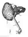 Fig. 09 - SET OF INSTRUMENTS FOR THE IMPLANTATION OF AN ACETABULAR PROSTHESIS