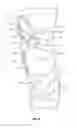 Fig. 09 - Progressive strap assembly for use with an orthopedic device