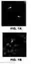 Fig. 02 - Prodrug compositions, prodrug nanoparticles, and methods of use thereof