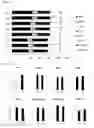 Fig. 03 - COMPOSITION FOR PROMOTING DIFFERENTIATION OR PROLIFERATION OF ERYTHROCYTIC CELLS, CONTAINING MONOACETYL DIACYLGLYCEROL COMPOUND AS ACTIVE INGREDIENT