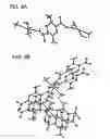 Fig. 09 - Fluorescent pyrazine derivatives and methods of using the same in assessing renal function