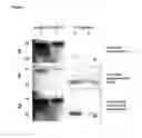 Fig. 02 - COMPOUNDS AND METHODS FOR TREATMENT OR PREVENTION OF A PATHOGEN INFECTION