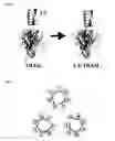 Fig. 02 - Human leucine zipper/trail recombinant polypeptides