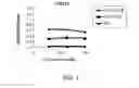 Fig. 08 - ANTIGEN-BINDING MOLECULE CONTAINING MODIFIED ANTIBODY VARIABLE REGION