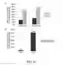Fig. 22 - ANTIGEN-BINDING MOLECULE CONTAINING MODIFIED ANTIBODY VARIABLE REGION