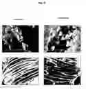 Fig. 05 - Silk protein coatings