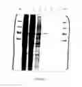 Fig. 08 - Nucleic acid sequence segment for enhancing protein expression