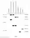 Fig. 11 - Nucleic acid sequence segment for enhancing protein expression