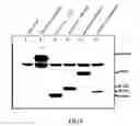 Fig. 13 - Nucleic acid sequence segment for enhancing protein expression