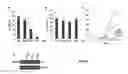Fig. 07 - PREVENTION OF VIRAL INFECTIVITY