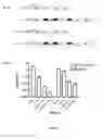 Fig. 02 - Synthetic regulation of gene expression