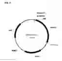 Fig. 11 - Compositions and methods for producing isoprene free of C5 hydrocarbons under decoupling conditions and/or safe operating ranges