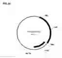 Fig. 166 - Compositions and methods for producing isoprene free of C5 hydrocarbons under decoupling conditions and/or safe operating ranges
