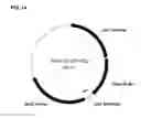 Fig. 28 - Compositions and methods for producing isoprene free of C5 hydrocarbons under decoupling conditions and/or safe operating ranges