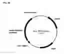 Fig. 86 - Compositions and methods for producing isoprene free of C5 hydrocarbons under decoupling conditions and/or safe operating ranges