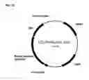 Fig. 94 - Compositions and methods for producing isoprene free of C5 hydrocarbons under decoupling conditions and/or safe operating ranges
