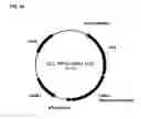 Fig. 98 - Compositions and methods for producing isoprene free of C5 hydrocarbons under decoupling conditions and/or safe operating ranges