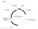 Fig. 121 - Compositions and methods for producing isoprene