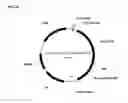 Fig. 129 - Compositions and methods for producing isoprene