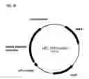 Fig. 87 - Compositions and methods for producing isoprene