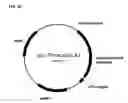 Fig. 91 - Compositions and methods for producing isoprene