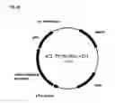 Fig. 95 - Compositions and methods for producing isoprene