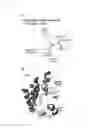 Fig. 02 - Luminescent substrate for use in artificial bioluminescent enzyme