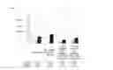 Fig. 34 - STABILIZATION AND ISOLATION OF EXTRACELLULAR NUCLEIC ACIDS