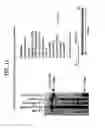 Fig. 17 - Recombinase polymerase amplification