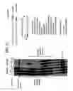 Fig. 28 - Recombinase polymerase amplification