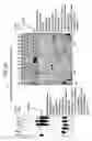 Fig. 31 - Recombinase polymerase amplification