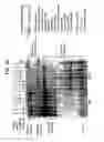 Fig. 33 - Recombinase polymerase amplification