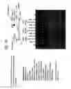 Fig. 35 - Recombinase polymerase amplification