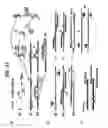 Fig. 42 - Recombinase polymerase amplification