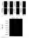 Fig. 43 - Recombinase polymerase amplification