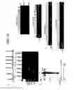 Fig. 44 - Recombinase polymerase amplification
