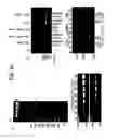 Fig. 45 - Recombinase polymerase amplification