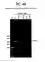 Fig. 53 - Recombinase polymerase amplification