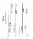 Fig. 54 - Recombinase polymerase amplification