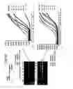 Fig. 62 - Recombinase polymerase amplification