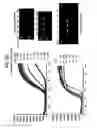 Fig. 70 - Recombinase polymerase amplification