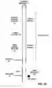Fig. 26 - Hairpin loop method for double strand polynucleotide sequencing using transmembrane pores