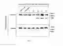 Fig. 07 - Compositions and methods for detecting mutations in JAK2 nucleic acid