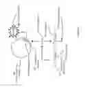 Fig. 10 - Non-replicative transduction particles and transduction particle-based reporter systems