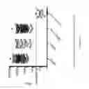 Fig. 23 - Non-replicative transduction particles and transduction particle-based reporter systems