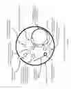 Fig. 07 - Non-replicative transduction particles and transduction particle-based reporter systems