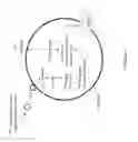 Fig. 16 - Non-replicative transduction particles and transduction particle-based reporter systems