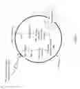 Fig. 17 - Non-replicative transduction particles and transduction particle-based reporter systems